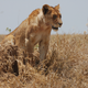 Illustration for article titled Out of Africa. The First One.